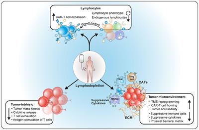 Lymphodepletion – an essential but undervalued part of the chimeric antigen receptor T-cell therapy cycle